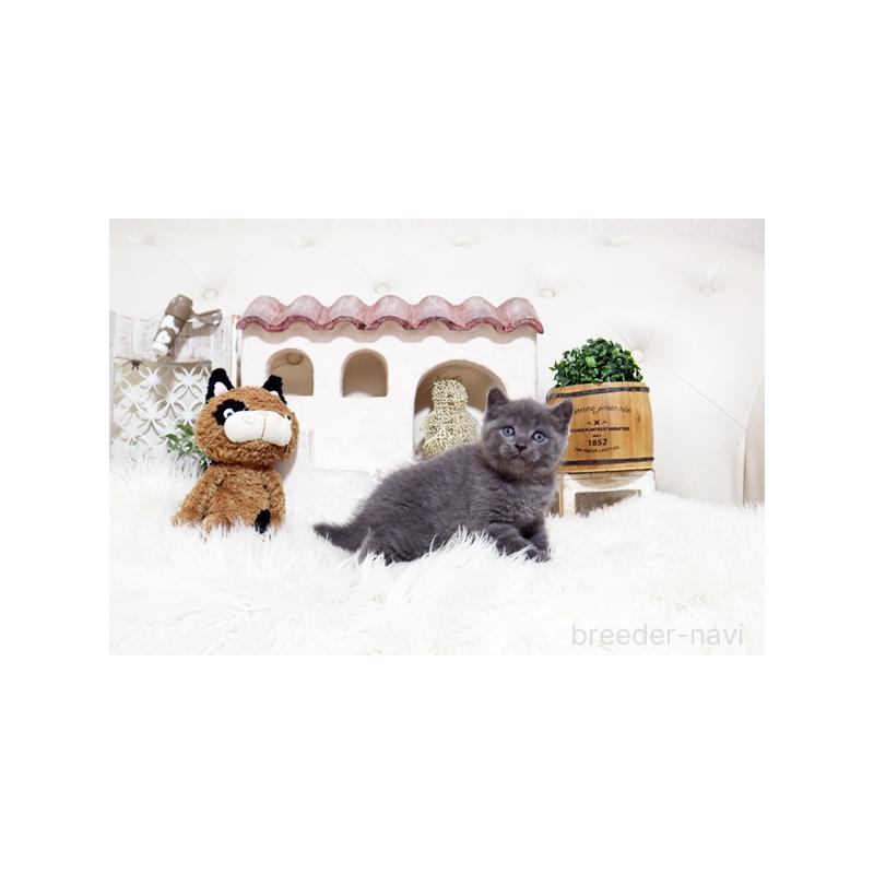 販売中の佐賀県のブリティッシュショートヘア-138466の5枚目