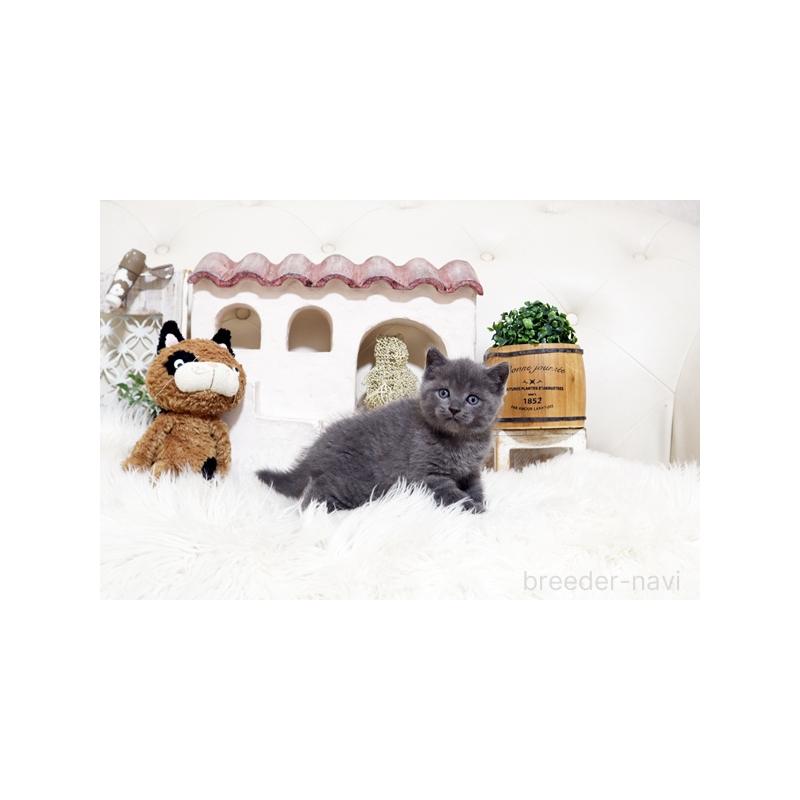 販売中の佐賀県のブリティッシュショートヘア-138466の4枚目