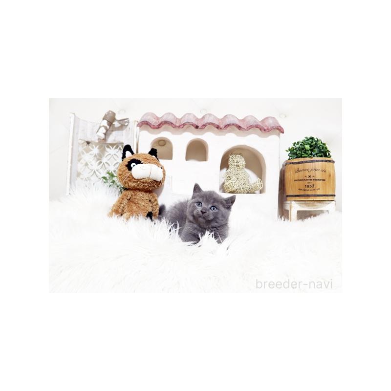 販売中の佐賀県のブリティッシュショートヘア-138466の3枚目