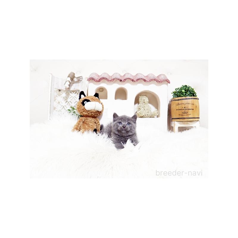 販売中の佐賀県のブリティッシュショートヘア-138466の2枚目