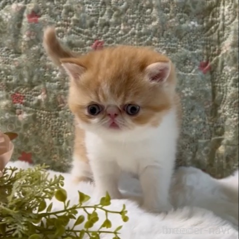 販売中の岡山県のエキゾチックショートヘア-138465