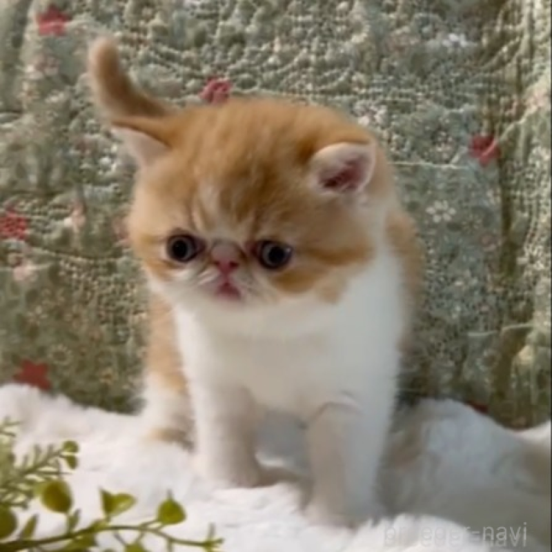 販売中の岡山県のエキゾチックショートヘア-138465の6枚目