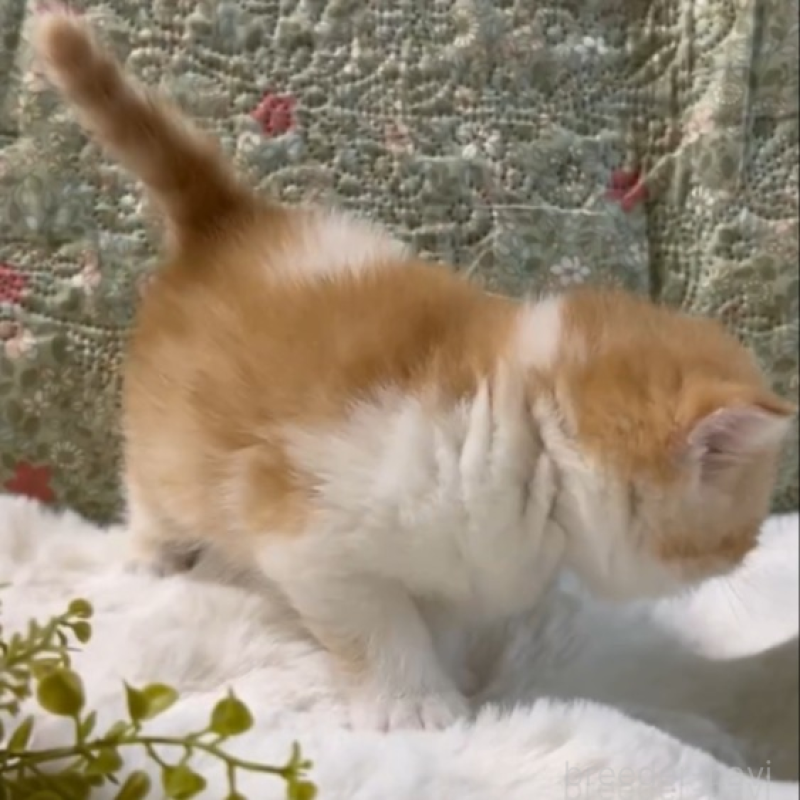 販売中の岡山県のエキゾチックショートヘア-138465の4枚目