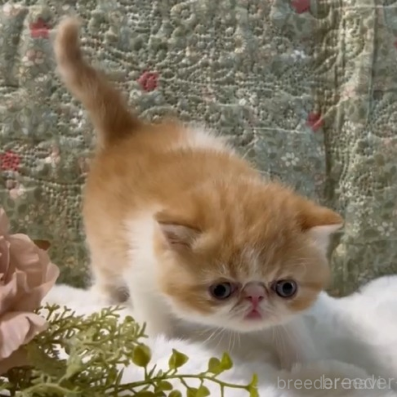 販売中の岡山県のエキゾチックショートヘア-138465の3枚目