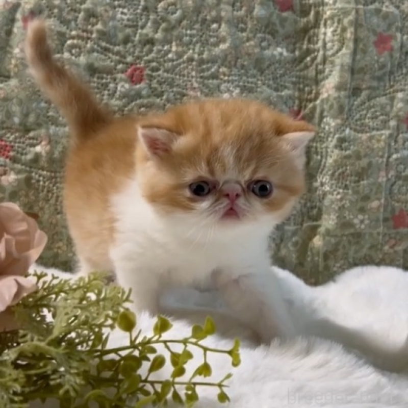 販売中の岡山県のエキゾチックショートヘア-138465の2枚目