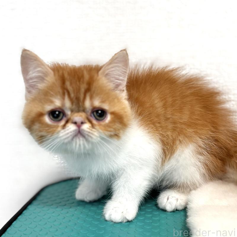 販売中の埼玉県のエキゾチックショートヘア-135171の2枚目