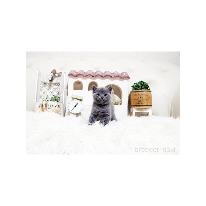 販売中の佐賀県のブリティッシュショートヘア-138467の4枚目