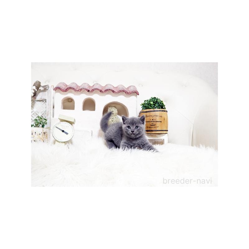 販売中の佐賀県のブリティッシュショートヘア-138467の3枚目