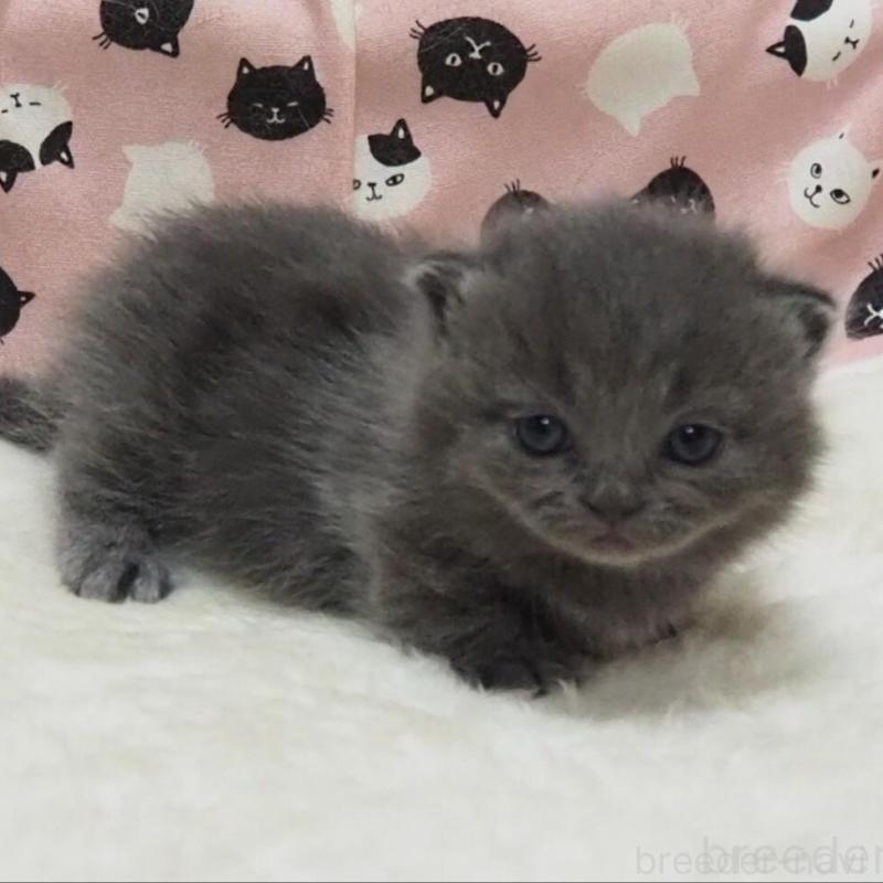 販売中の大阪府のミヌエット(短足)-138468の2枚目