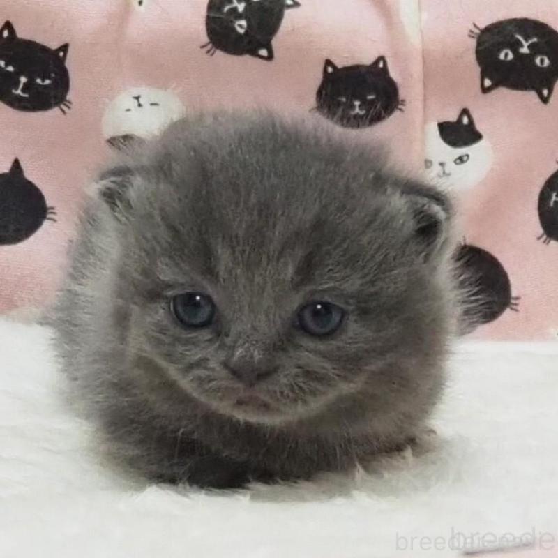 販売中の大阪府のミヌエット(短足)-138468