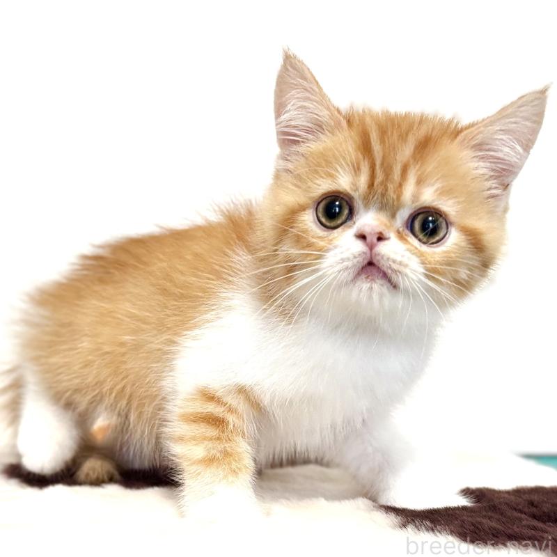 販売中の埼玉県のエキゾチックショートヘア-135172