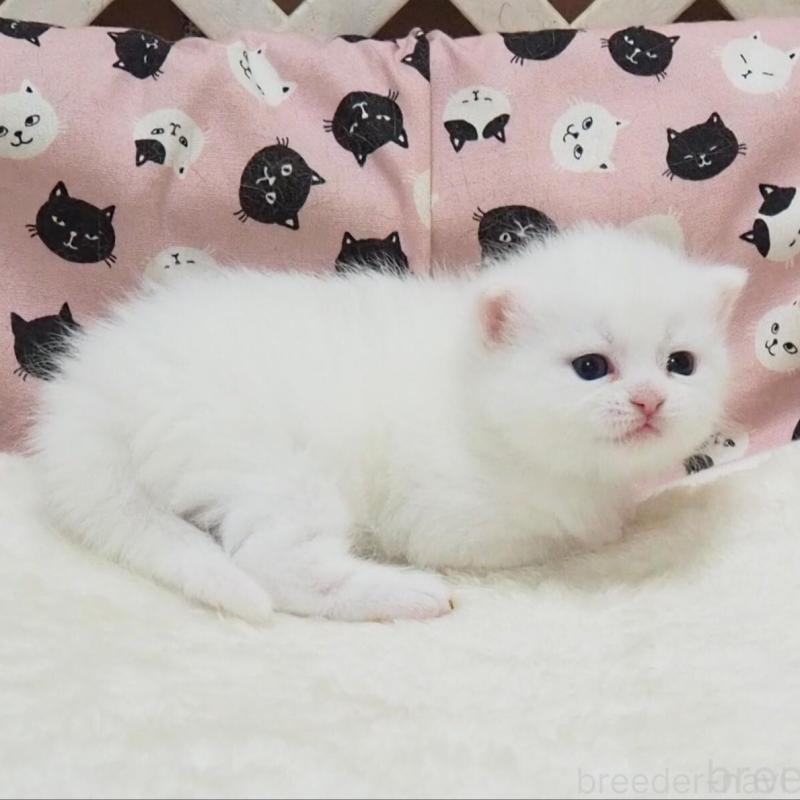 販売中の大阪府のミヌエット-138469の2枚目