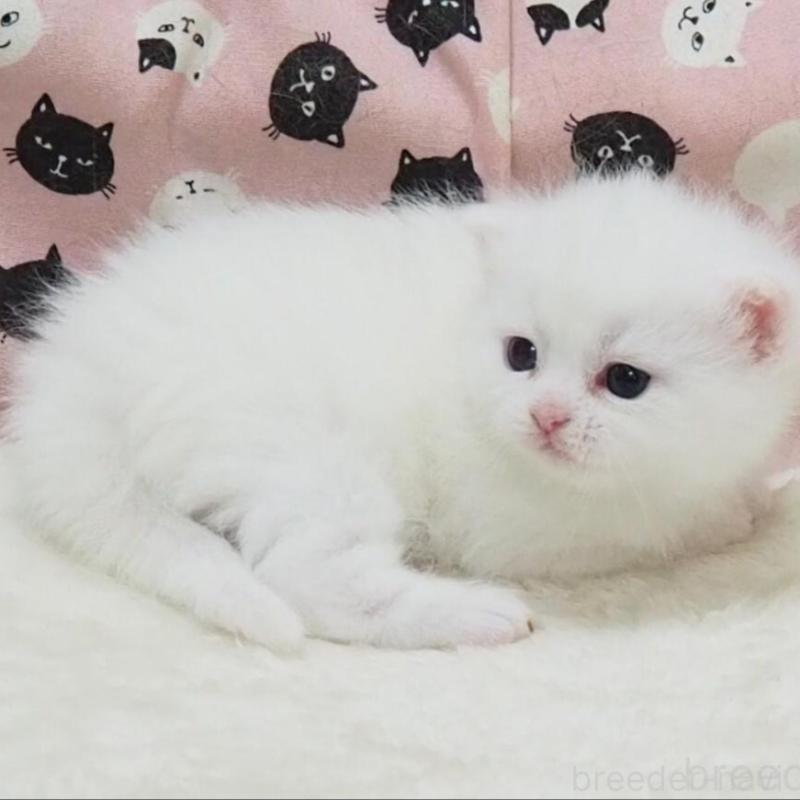 販売中の大阪府のミヌエット-138469の1枚目