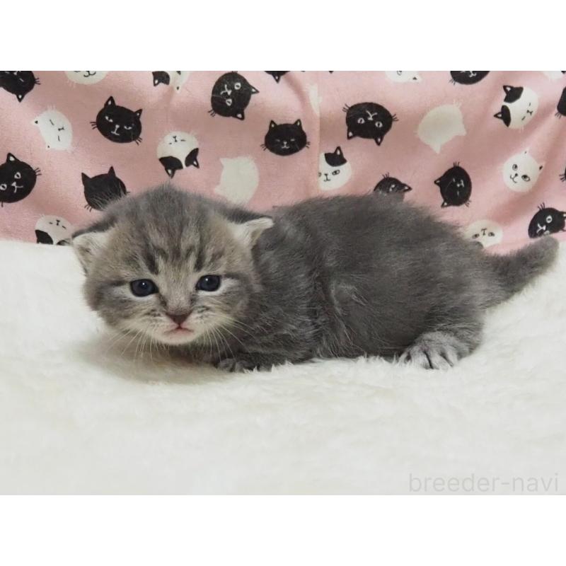 販売中の大阪府のミヌエット(短足)-138470の2枚目