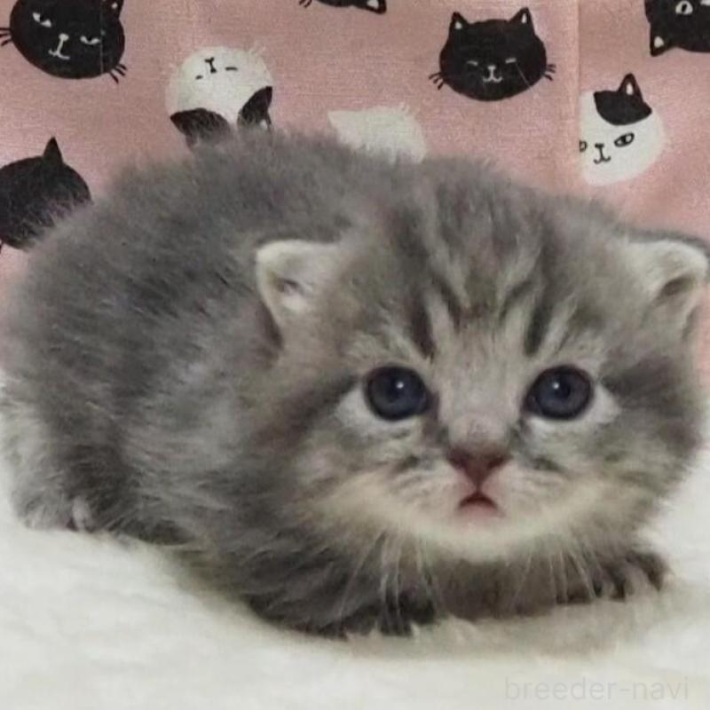 販売中の大阪府のミヌエット(短足)-138471