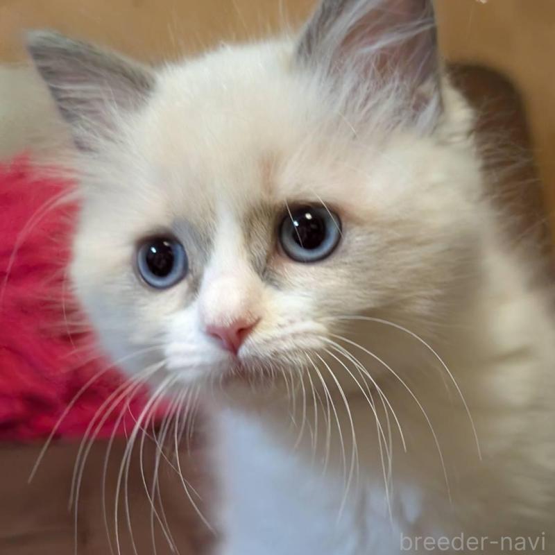 販売中の京都府のラグドール-138472の1枚目