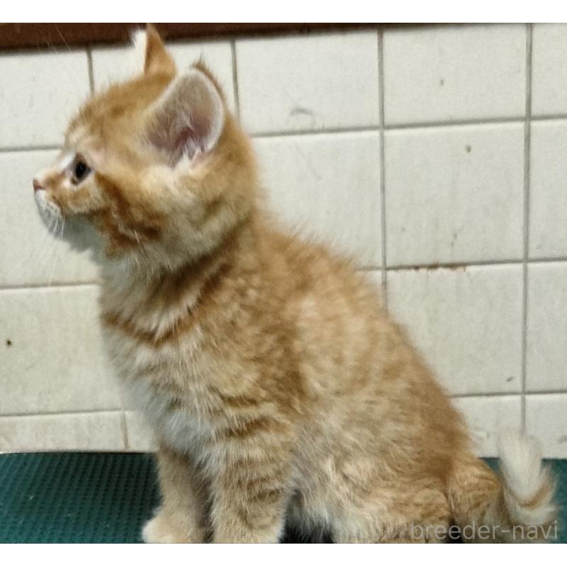 販売中の埼玉県のミックス-138474の4枚目