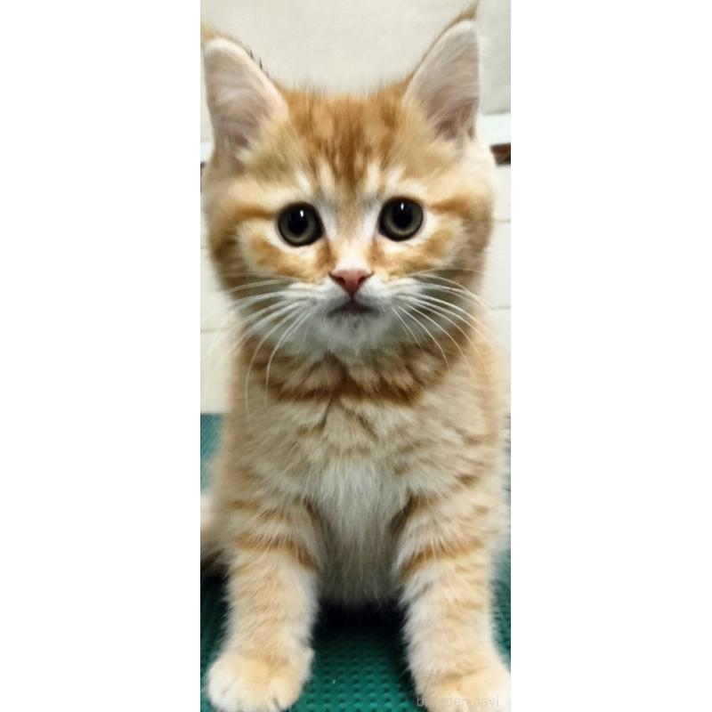 販売中の埼玉県のミックス-138474の3枚目