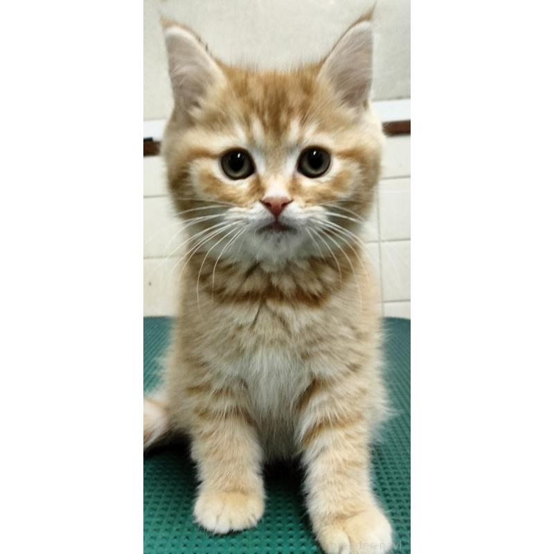 販売中の埼玉県のミックス-138474の2枚目