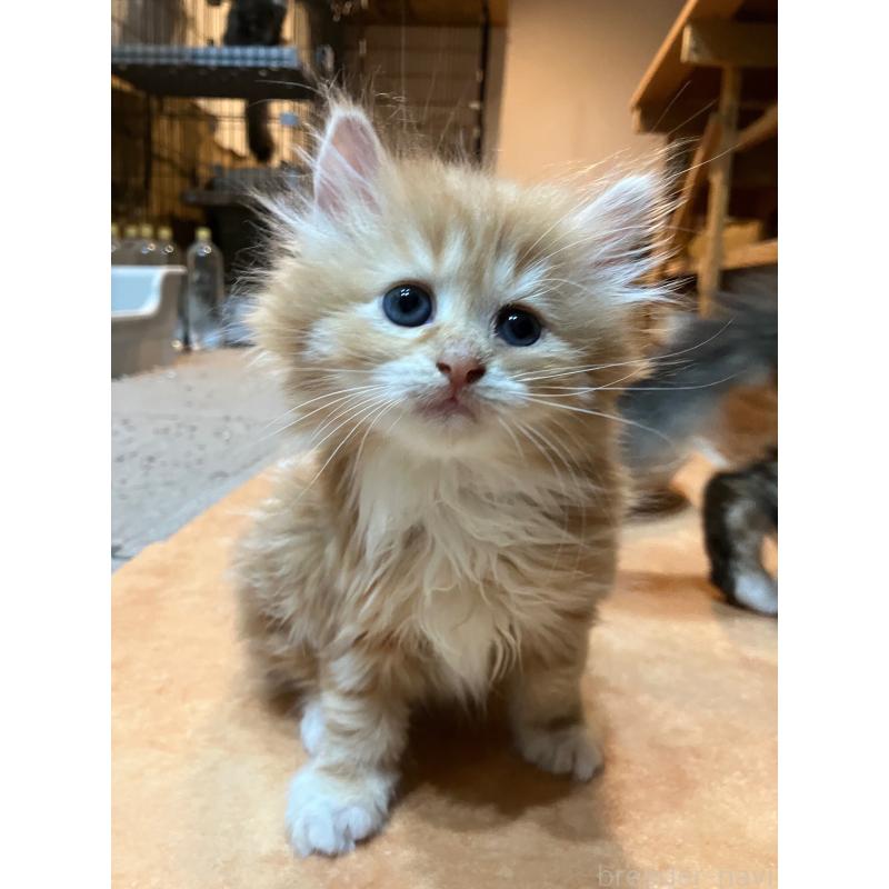 成約済の神奈川県のサイベリアン-138473の6枚目