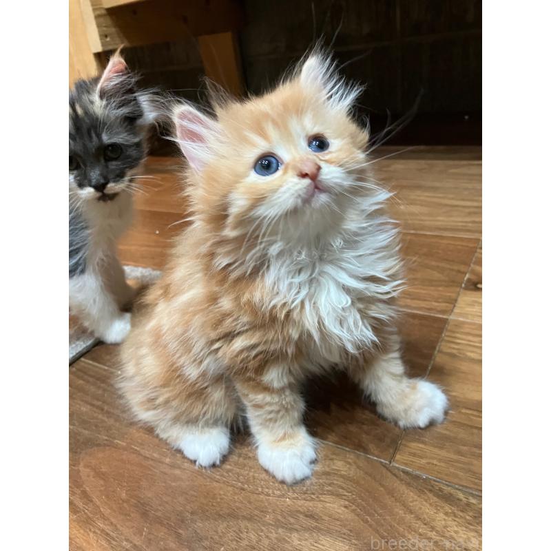 成約済の神奈川県のサイベリアン-138473の5枚目