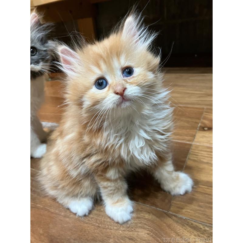 成約済の神奈川県のサイベリアン-138473の4枚目