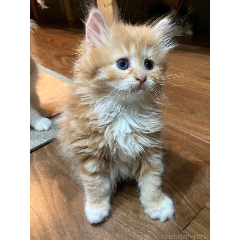 成約済の神奈川県のサイベリアン-138473の3枚目