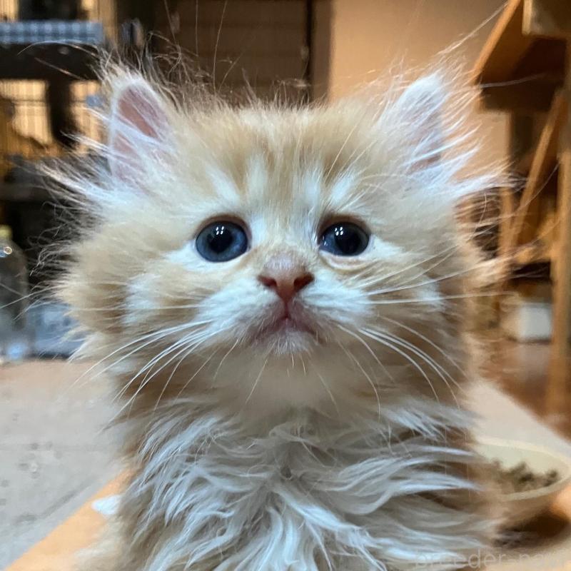 成約済の神奈川県のサイベリアン-138473の1枚目