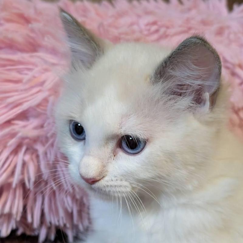 販売中の京都府のラグドール-138475