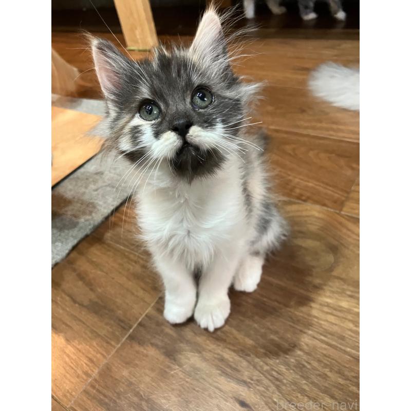 販売中の神奈川県のサイベリアン-138476の8枚目