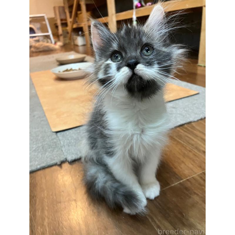 販売中の神奈川県のサイベリアン-138476の7枚目