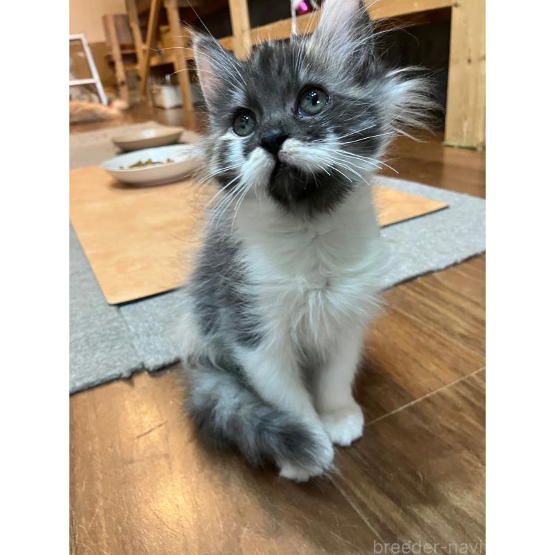 販売中の神奈川県のサイベリアン-138476の6枚目