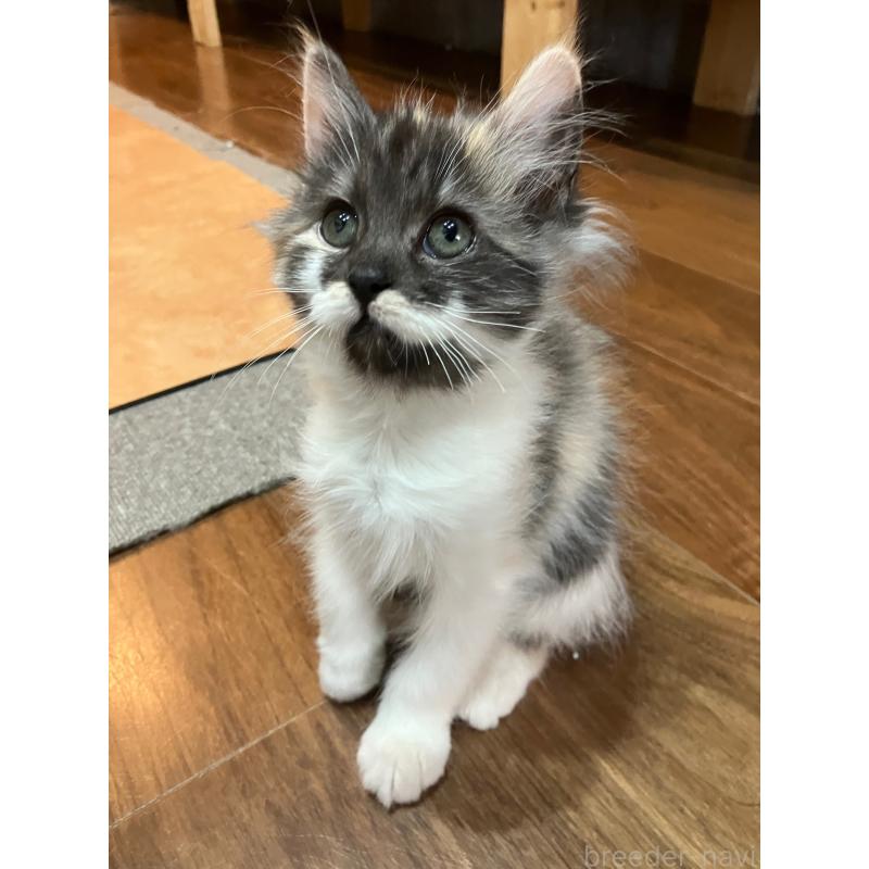 販売中の神奈川県のサイベリアン-138476の5枚目