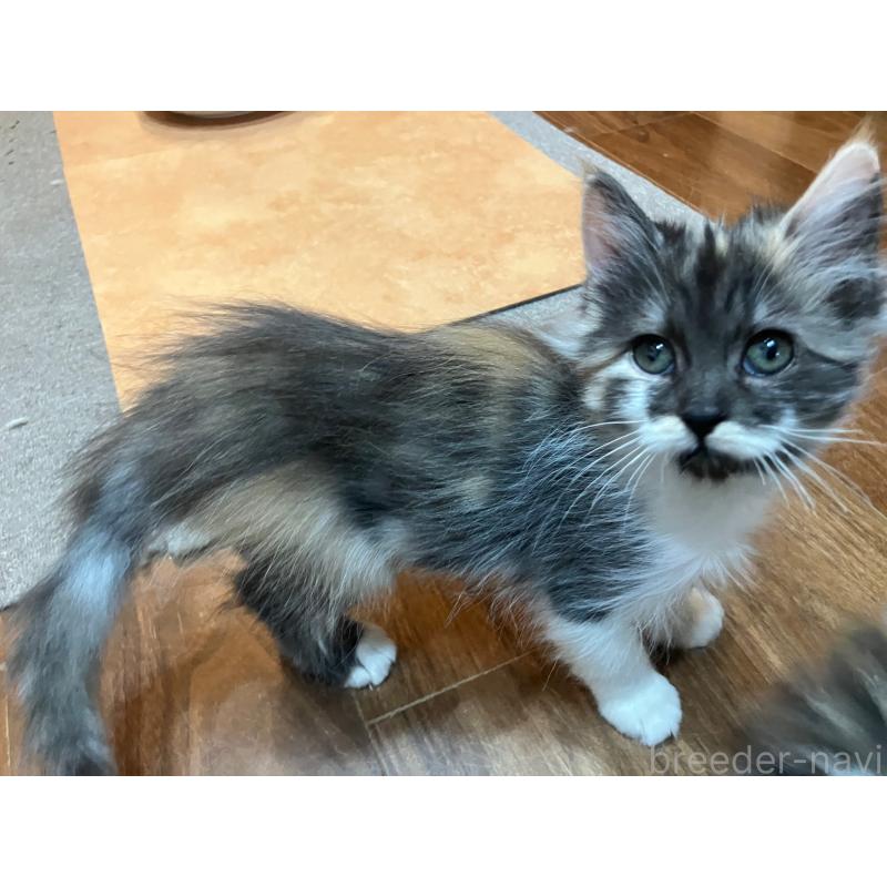 販売中の神奈川県のサイベリアン-138476の4枚目