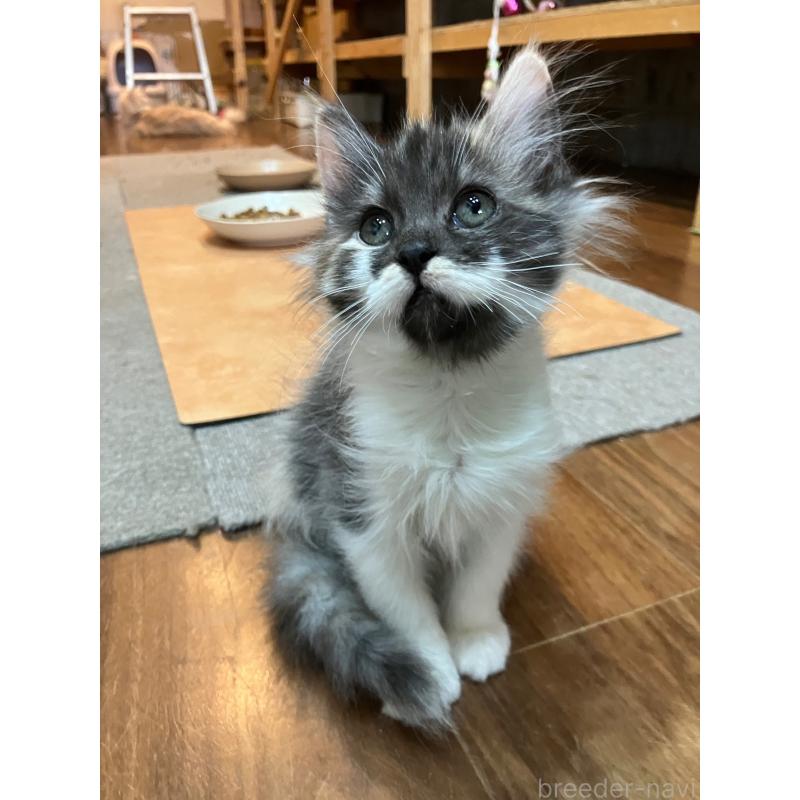 販売中の神奈川県のサイベリアン-138476の3枚目