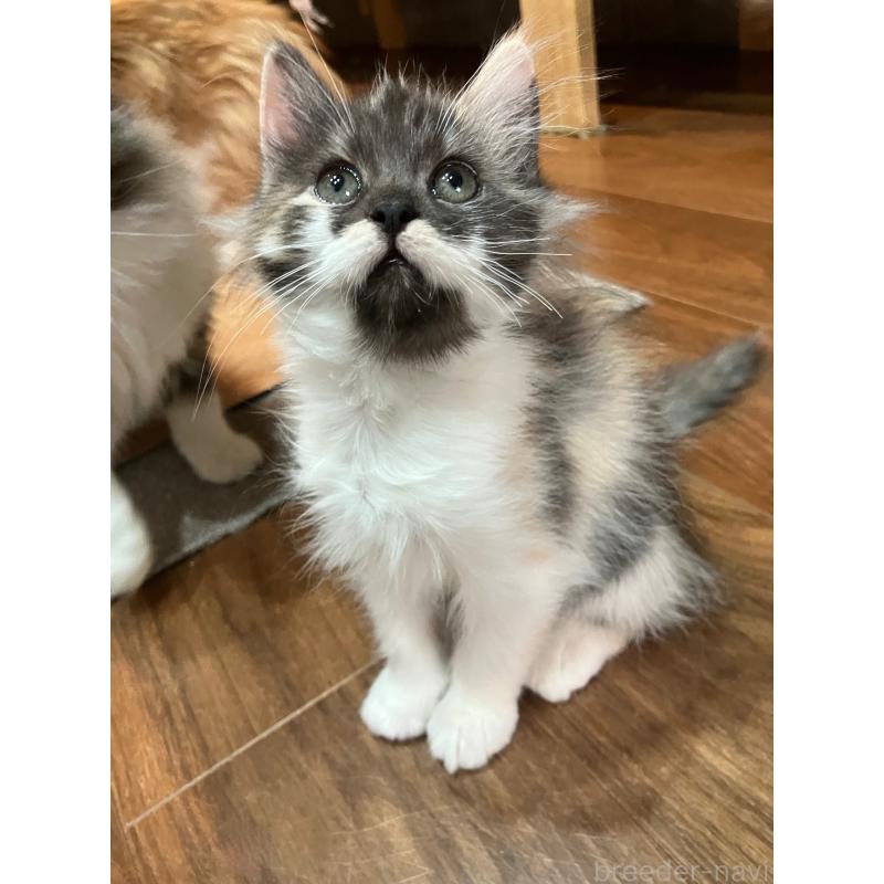 販売中の神奈川県のサイベリアン-138476の2枚目