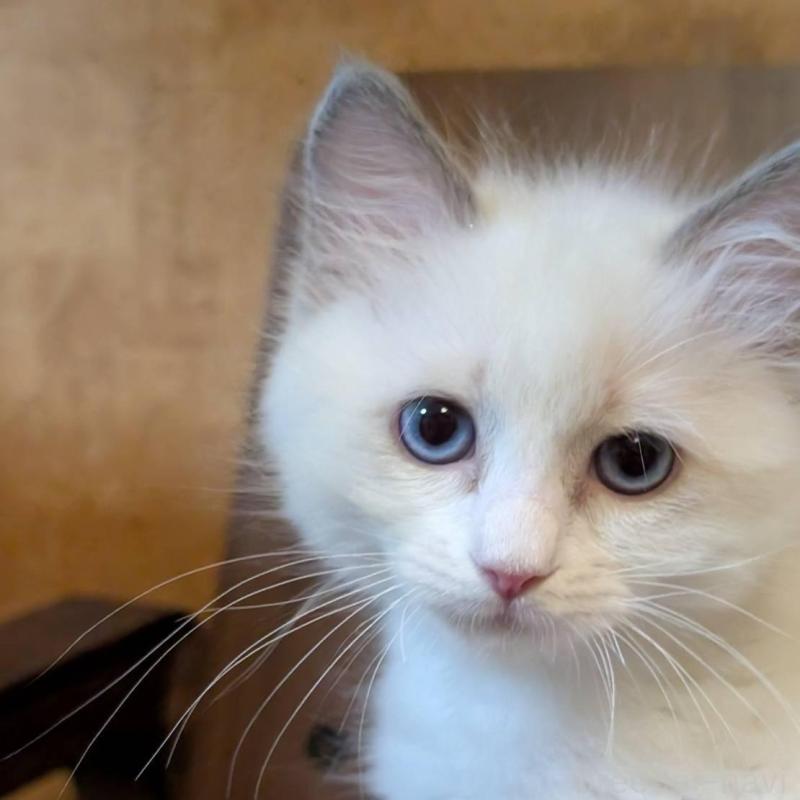 販売中の京都府のラグドール-138477の1枚目