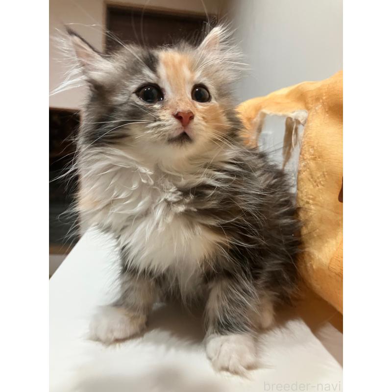 販売中の神奈川県のサイベリアン-138478の8枚目