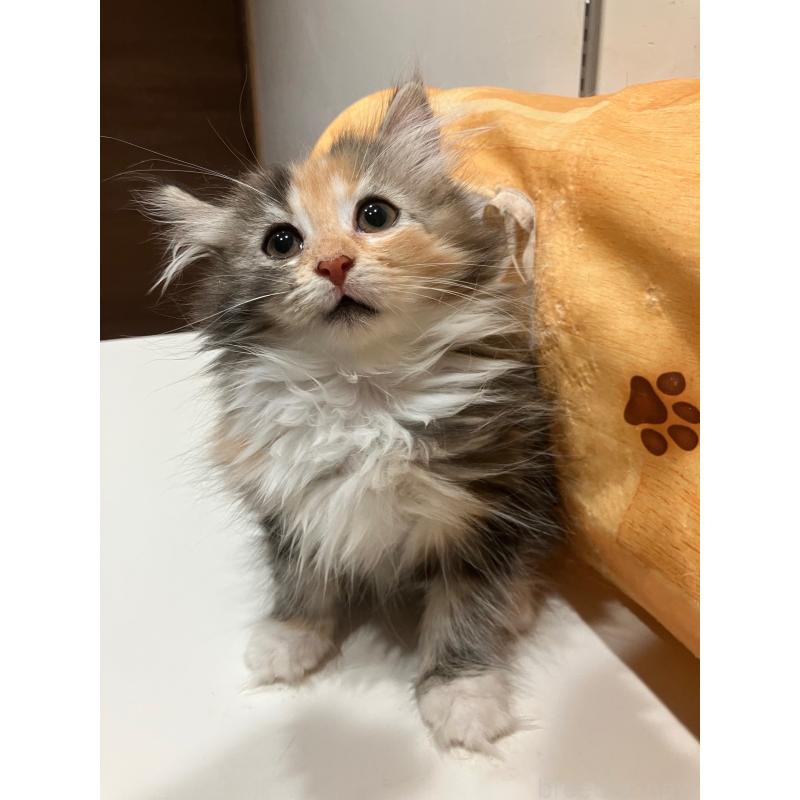 販売中の神奈川県のサイベリアン-138478の7枚目