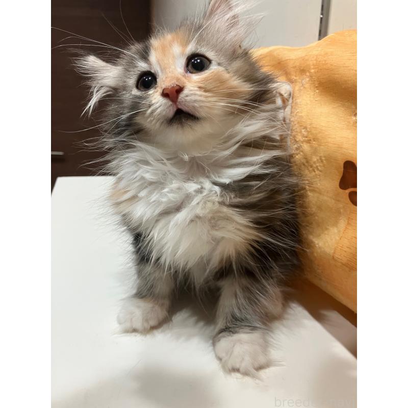 販売中の神奈川県のサイベリアン-138478の5枚目