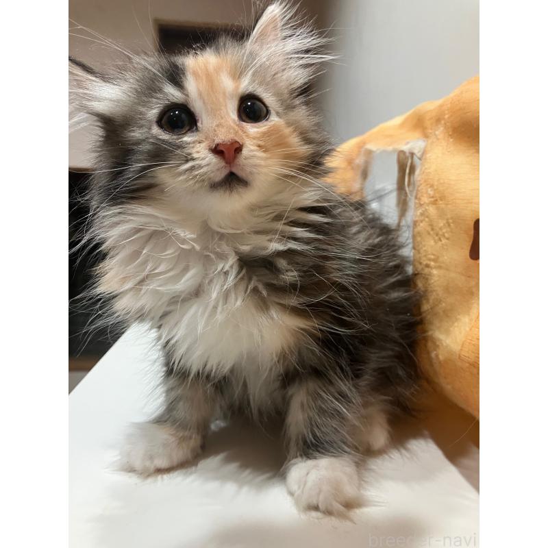 販売中の神奈川県のサイベリアン-138478の3枚目