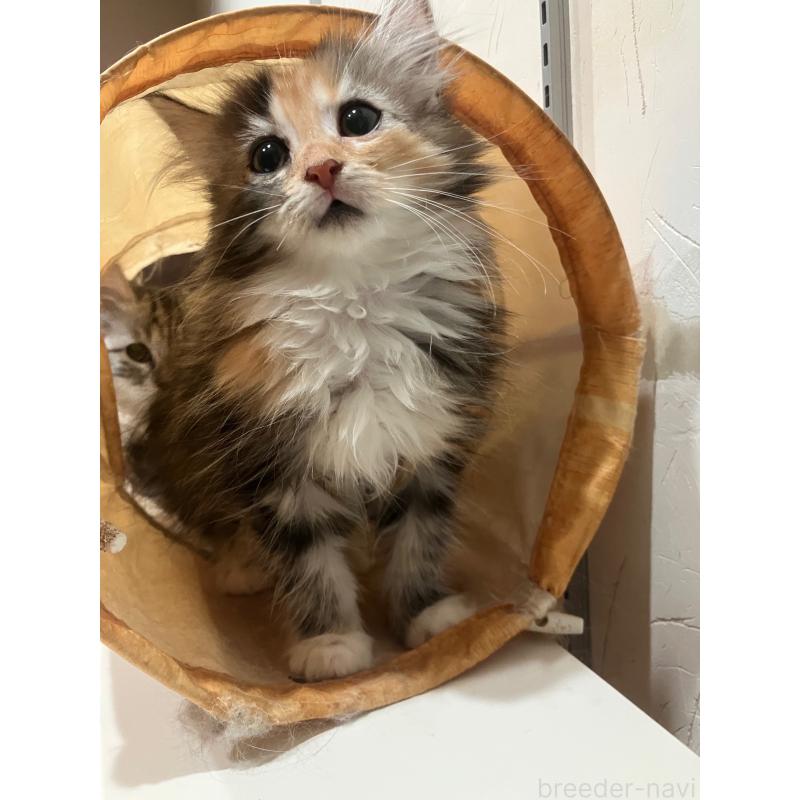 販売中の神奈川県のサイベリアン-138478の2枚目