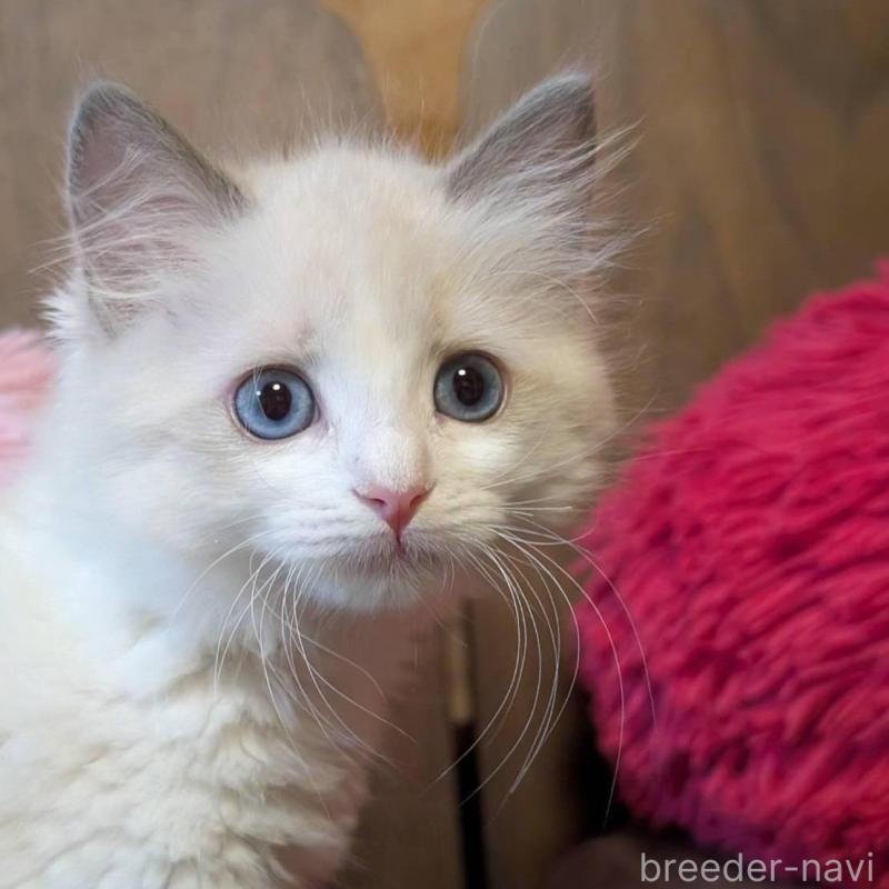 販売中の京都府のラグドール-138479