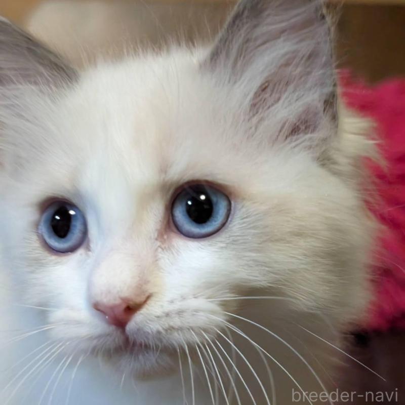 販売中の京都府のラグドール-138480