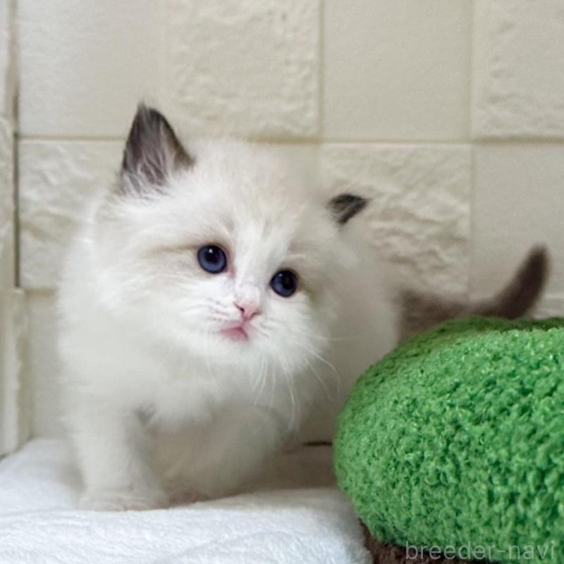 販売中の三重県のラグドール-138481