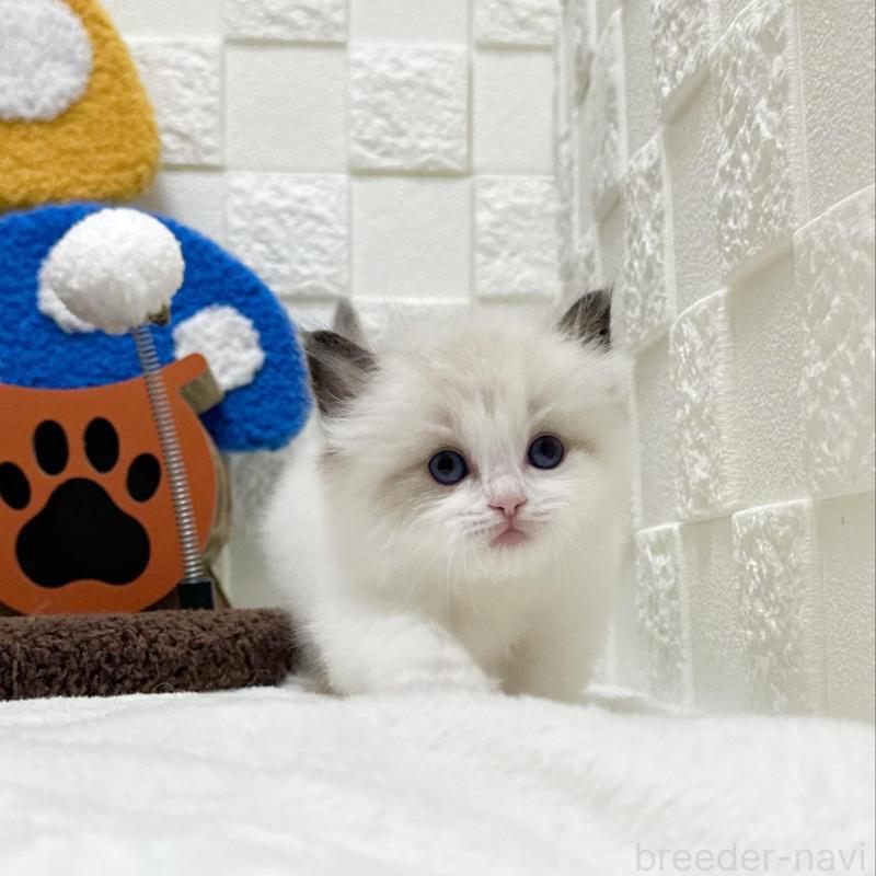 販売中の三重県のラグドール-138481の5枚目