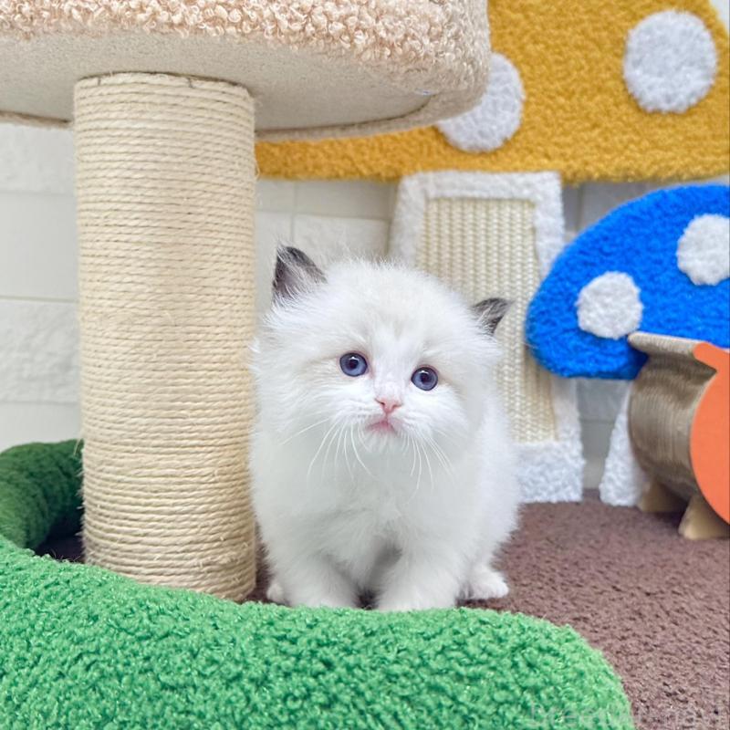 販売中の三重県のラグドール-138481の4枚目