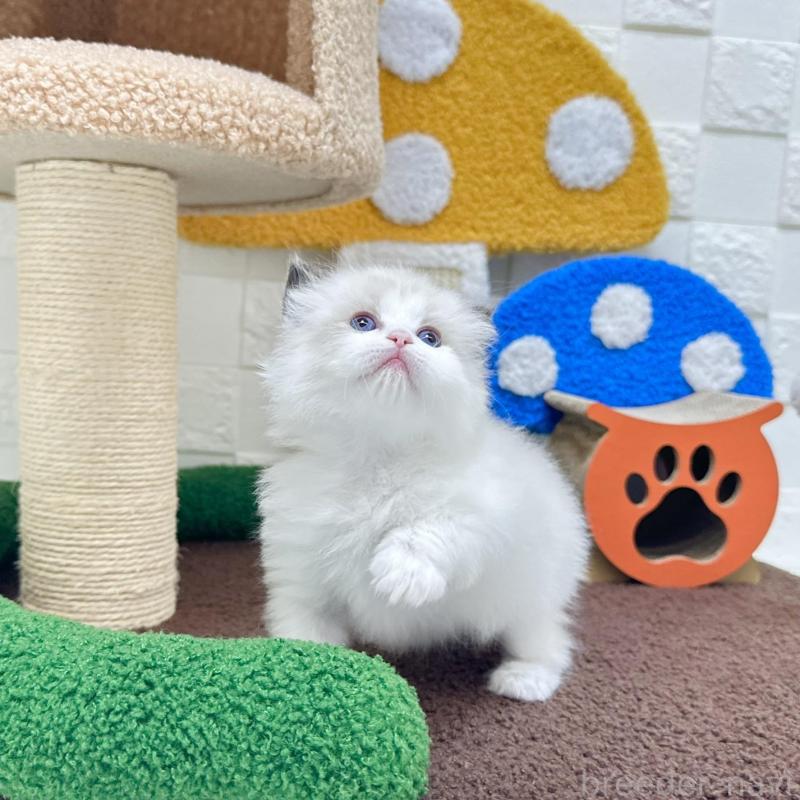 販売中の三重県のラグドール-138481の3枚目