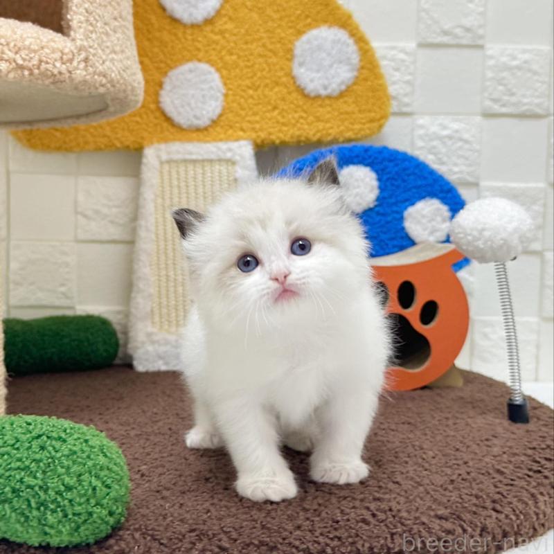 販売中の三重県のラグドール-138481の2枚目