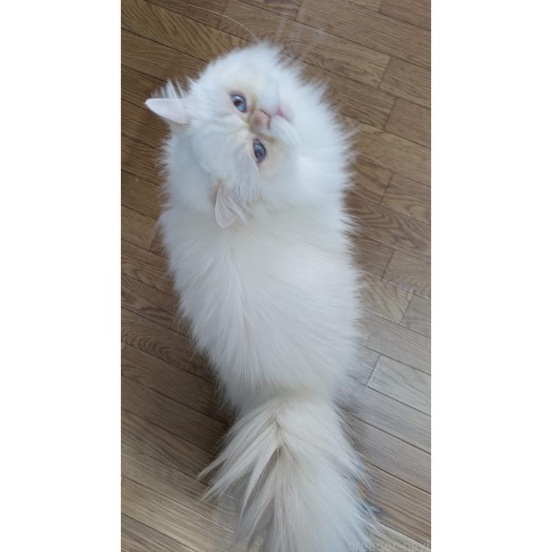 販売中の大阪府のミヌエット-119962